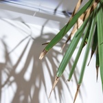 KUPO KCP-117 / 4" C-CLAMP WITH TREE BRANCH HOLDER